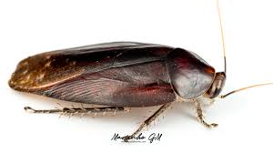 Image result for Brownleea maculata
