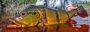 Check spelling or type a new query. Peacock Bass Fly Fishing Peacock Bass Fishing Lodges