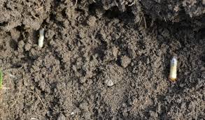 Alkaloids in the roots and seeds can be moderately toxic. Skunks Digging Moles Tunneling Why Are They Digging Up My Lawn Mike S Backyard Nursery