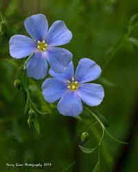 Blue Flax Flax Flowers Amazing Flowers Flower Aesthetic