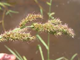 Image result for Echinochloa crus-pavonis