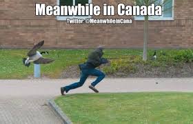 Find and save canada goose memes | from instagram, facebook, tumblr, twitter & more. Meanwhile In Canada On Twitter Most Canadians Are Nice Because We Secretly Perform A Ceremony During Each Full Moon Which Puts All Our Nastiness Into The Geese Meanwhileincanada Https T Co D6d21vaem6