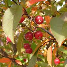 We did not find results for: Crabapple Trees How To Grow And Care For Flowering Crabapples Garden Design