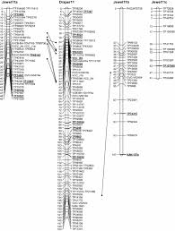 The following data may be collected but it is not linked to your identity: Construction Of A Snp And Ssr Linkage Map In Autotetraploid Blueberry Using Genotyping By Sequencing Springerlink