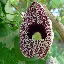 Image result for Aristolochia heppii