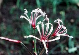 Image result for Nerine gaberonensis