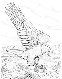 Coloring Pages Birds Of Prey Eagle Sketch Bird Coloring Pages Eagle Drawing