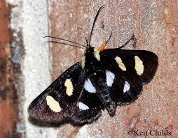 Superfamily noctuoidea family erebidae subfamily lymantriinae (tussock moths) wingspan: Eight Spotted Forester Alypia Octomaculata Fabricius 1775 Butterflies And Moths Of North America