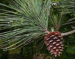 Image result for Pinus