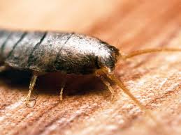 Silverfish are harmless enough to humans but they can destroy books, old papers, wallpaper, carpets and clothes with their droppings. 5 Steps On How To Get Rid Of Silverfish Bugs In My House