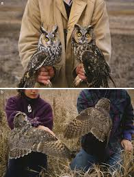 Click the top wing 1 coloring pages to view printable version or color it online (compatible with ipad and android tablets). Sex Differences In Long Eared Owl Plumage Coloration