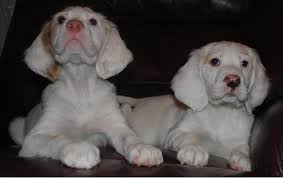 It's also free to list your available puppies and litters on our site. English Setter Puppies For Sale Darkejournal Com