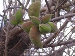 Image result for Sterculia africana