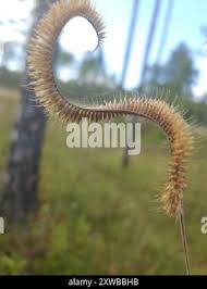 Image result for Ctenium