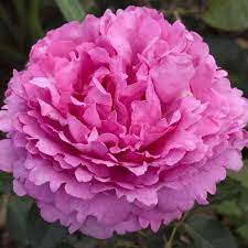 You always give such complete reviews. Yves Piaget Rose Pink Hybrid Tea Rose The Fragrant Rose Company
