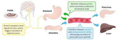 gastric secretions bioninja