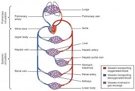 Structure And Function Of Blood Vessels Anatomy And Physiology
