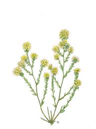 Image result for Cressa cretica