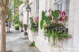 Grown as annuals, they have a height of under 6 to 12 inches and can spread horizontally for up to 12 inches. Window Box Flower Combinations Flower Box Ideas Inspired By Charleston Window Boxes Gardening From House To Home