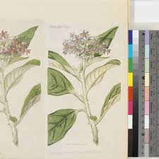 Image result for Solanum giganteum