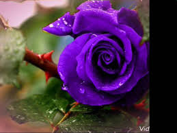 صور اجمل ورد بنفسج Youtube