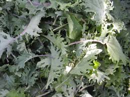Photo by joseph de leo, food styling by anna stockwell. Kale Usage Recipes Enjoy Swier Family Farm
