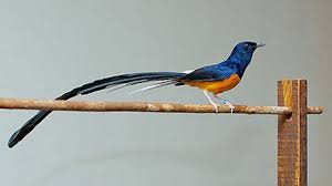 Gambar burung murai batu png. Index Of Wp Content Uploads 2018 03