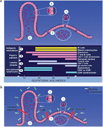 Breast Milk Microbiota And Intestinal Immune Homeostasis Pediatric Research