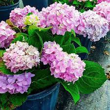 Buy Penny Mac Hydrangeas Hydrangea Macrophylla Penny Mac Online Free Shipping On All Orders Over 99 Hydrangeas For Sale Expensive Flowers Buy Hydrangeas