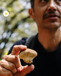 LINK EN BIO) ¡Aprovecha la temporada de lluvias! Checa este recorrido  guiado por el biólogo Daniel Bojórquez @bojorquez.reverde para identificar  especies de hongos que cierra con un picnic preparado por el chef