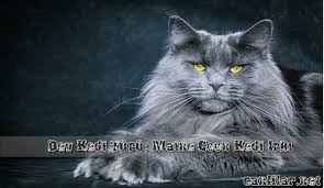 Devasa Kedi Irki Maine Coon Kedisi Canlilar Net