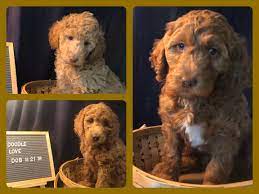 This depends on the size and weight of its parent dogs. Daisey S Doodles Seattle Happy 2020 From Rosie S F1b Mini Medium Goldendoodles