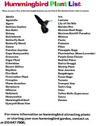 List Birds That Start With B Hummingbird Around Recent Garden Bring Years Them Time Time Used Have List B Hummingbird Garden Plan Hummingbird Plants Hummingbird Garden Flowers