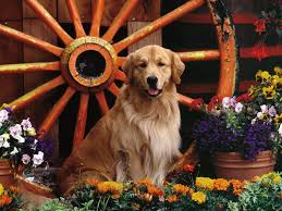 Can the net harness a bunch of volunteers to help bring books in the public domain to life through podcasting? Golden Retriever Wallpapers Wallpaper Cave