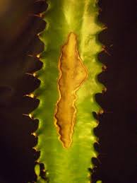 Format3dsmax 2011 + obj :: Plants Are The Strangest People Paranoiac Euphorbia Trigona
