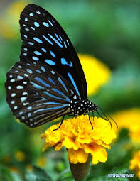 China Changsha Butterfly Cn Rare Butterfly Show In China Butterfly Flowers Beautiful Butterflies Butterfly