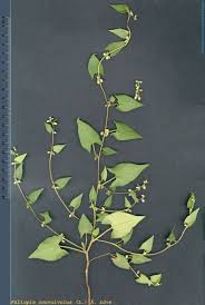Image result for Fallopia convolvulus