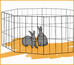 If you have more funding, use commercially available starting pen wire with attached aprons for your fencing. The Complete Guide To Bonding Rabbits