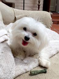 PHOTOS: Reader-submitted pet photos in Northwest Florida (Pets of the Day)