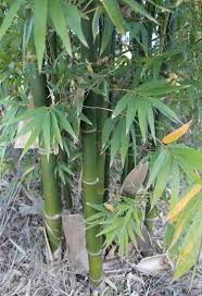 Image result for Bambusa balcooa