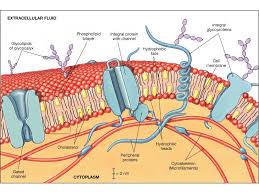 Phospholipid Bilayer Google Search Plasma Membrane Membrane Cell Processes