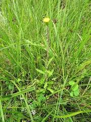 Image result for Crassocephalum picridifolium