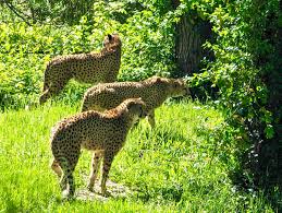 Kansas City Zoo & Aquarium