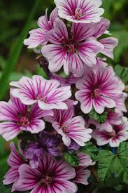 Malva Zebrina Hollyhock Mallow Thank You Laurel Dave And Doug For This Beautiful Flower I Have Wanted A Holl Mallow Flower Beautiful Flowers Hibiscus Plant