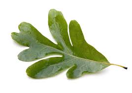 Image result for white oak leaf