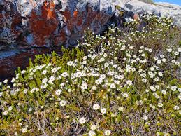 Image result for Droguetia iners