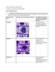 Maybe you would like to learn more about one of these? 3 25 Mitosis Lab Report Docx Mitosis Lab Report Graded Assignment Complete And Submit To The Mitosis Dropbox Part A Required 16 Pts 1 Provided Onion Course Hero