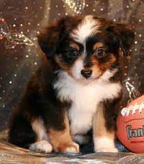 Toy Mini Australian Shepherd Pups For Sale Co Tug Yurhart Australian Shepherd Mini Australian Shepherds Aussie Dogs