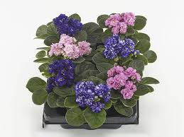 Image result for Saintpauliopsis lebrunii