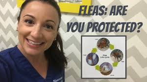 Flea Prevention Tips For Your Pets & Home